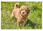 Goldendoodle Puppies for Sale in Meerut