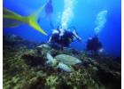 Excursiones de Buceo en Punta Cana | Dolindivecenter.com