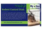 Effective Rodent Control in Utah with My Guy Pest and Lawn Solutions