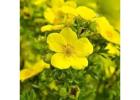 Grow Gorgeous Evening Primrose – A Nighttime Garden Favorite