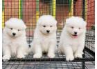 Samoyed Puppies for Sale in Meerut