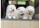 Toy pom Puppies For Sale In Meerut