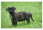 Presa Canario Puppies For Sale In Meerut