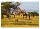 Unforgettable Tanzania Southern Circuit Safari Adventures