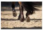 Enhance Your Equine Arena Footing with Premium Additives from TruTex Footing