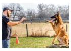 Top Dog Trainers in Atlanta - Expert Dog Training Services