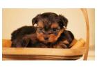 Yorkshire Terrier Puppies For Sale In Meerut