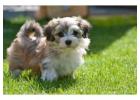 Havanese Puppies For Sale In Meerut