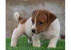 Jack Russell Terrier Puppies For Sale In Meerut