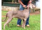 Weimaraner Puppies For Sale In Meerut