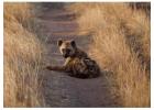 Discover the Wonders of African Polecat Safaris