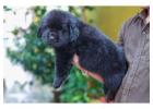 Newfoundland Puppies For Sale In Meerut