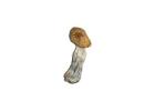 Buy magic mushrooms in ann arbor