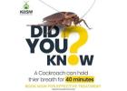 Cockroach Treatment In Bangalore 