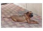 Rhodesian ridgeback Puppies For Sale In Meerut