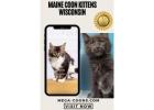 Maine Coon Kittens Wisconsin - Lovable Gentle Giants Await