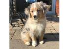 Australian Shepherd Puppies For Sale In Meerut