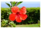 Hibiscus Extract Manufacturers and Suppliers in India | Atomm Botanicals