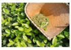 Green Tea Extract Manufacturers and Suppliers in India | Atomm Botanicals