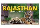 Rajasthan Wildlife Tour: Adventure Awaits in the Wild