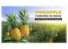 Pineapple Cultivation in India 