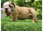 British Bulldog Puppies For Sale In Meerut