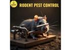 Rodent Pest Control Services