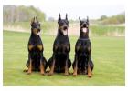 Doberman Pinscher Puppies For Sale In Meerut