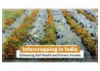 Advantages of Intercropping System