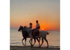 Natadola Beach Horse Ride Tour