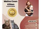 Maine Coon Kittens in Wisconsin - Lovable Gentle Giants Await