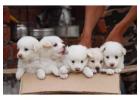 Pomeranian Puppies For Sale In Meerut