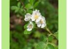 Multiflora Rose for Vibrant Landscapes