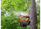 Mayer Tree Service: Trusted Residential Tree Removal in Essex, MA