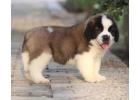 Saint Bernard Puppies For Sale In Meerut