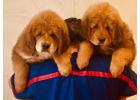 Tibetan Mastiff Puppies For Sale In Meerut