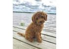 Labradoodle Puppies For Sale In Dehradun