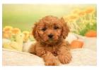 Cavapoo Puppies For Sale In Dehradun