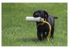 Expert Puppy Training in Roswell, GA - Solid K9 Solutions