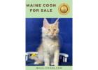 Maine Coon For Sale - Find Your Perfect Feline Friend