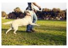 Expert Dog Training in Johns Creek, GA | Solid K9 Solutions