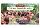 Chicken Breeds in India