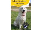 Golden Retrievers Tennessee -  Healthy Puppies Near Nashville 