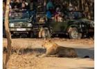 Reserve Gir Jeep safari Booking for Wild Adventure 