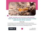 Termites can't survive in cold weather