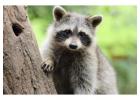 Raccoons in Attic? Trust Gone for Good for Humane Removal