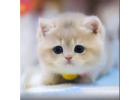 Cute Munchkin cats available