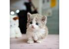 Munchkin cat for sale -AZ