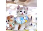 Munchkin Cat For Sale