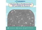 Premium Mouse Cardiomyocytes C57 and BalbC for Research